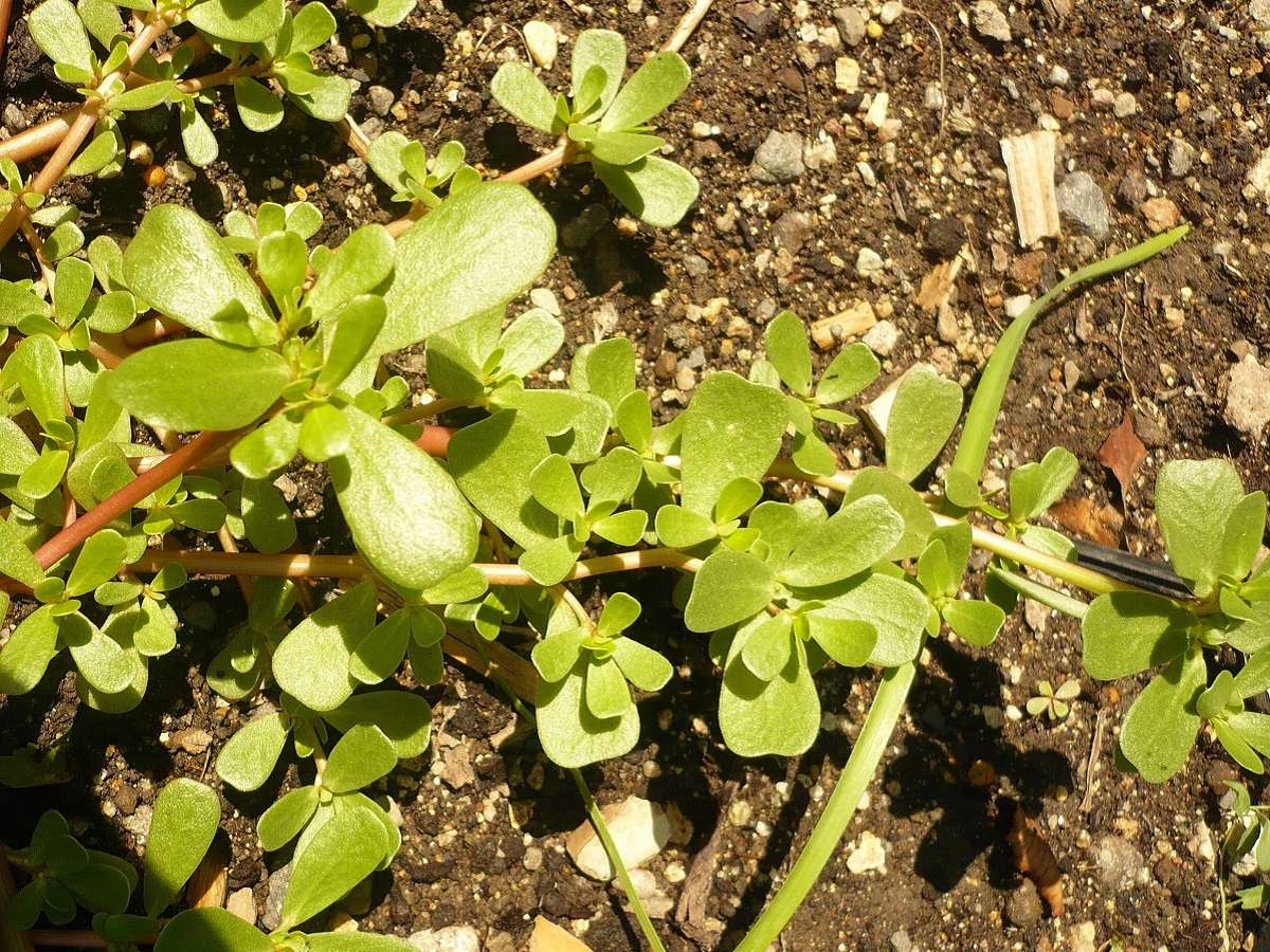Portulaca sativa (Portulacaceae)
